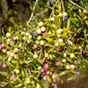Olive 'Arbequina' (Olea europea)