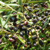 Olive 'Arbequina' (Olea europea)