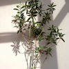 Olive 'Arbequina' (Olea europea)