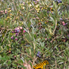 Olive 'Arbequina' (Olea europea)