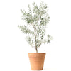 Arbequina Olive Tree