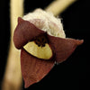 25 WILD GINGER Asarum Canadense Canadian Heart Snakeroot Flower Herb Seeds