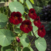 20 BLACK VELVET NASTURTIUM Tropaeolum Majus Dark Maroon Red Hummingbird Flower Seeds