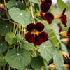20 BLACK VELVET NASTURTIUM Tropaeolum Majus Dark Maroon Red Hummingbird Flower Seeds