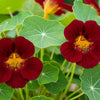 20 BLACK VELVET NASTURTIUM Tropaeolum Majus Dark Maroon Red Hummingbird Flower Seeds