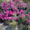 Ground Plum Seeds – Flower Cover Ground Plum Milkvetch Astragalus Crassicarpus – photo 9