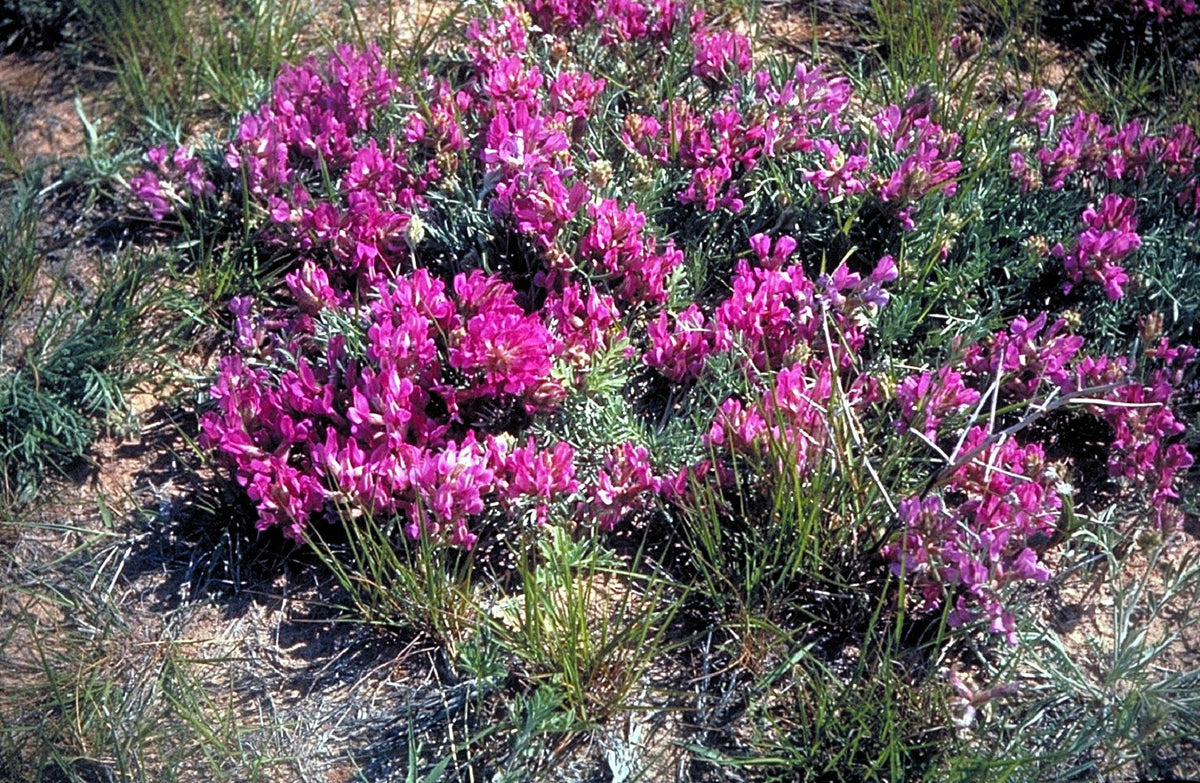 Ground Plum Seeds – Flower Cover Ground Plum Milkvetch Astragalus Crassicarpus – photo 9
