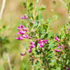 Astragalus (Astragalus membranaceus)