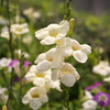 Asystasia, Chinese Creeping Foxglove (Asystasia gangetica)