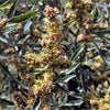 100 FOURWING SALTBRUSH Atriplex Canescens Gray Sage Brush Chamiso Desert Shrub Seeds