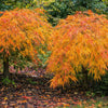 Waterfall Japanese Maple