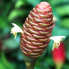 Awapuhi Shampoo Ginger (Zingiber zerumbet)