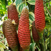 Awapuhi Shampoo Ginger (Zingiber zerumbet)