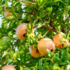 Pomegranate 'Azadi' (Punica granatum 'Azadi')