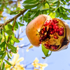 Pomegranate 'Azadi' (Punica granatum 'Azadi')