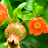 Pomegranate 'Azadi' (Punica granatum 'Azadi')