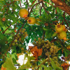 Pomegranate 'Azadi' (Punica granatum 'Azadi')