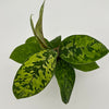 Homalomena Camouflage