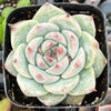 Echeveria Chihuahua