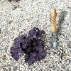 Stainless Steel 5-in-1 Weeder Trowel (classic wood handle) – photo 2