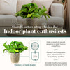 Potted Pothos in Ivory Basket Planter