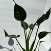 Alocasia Tiny Dancers