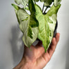 Syngonium 'Three Kings'