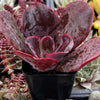 Echeveria Mahogany Rose