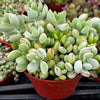Cotyledon Pendens