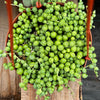 String of Pearls