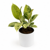 Variegated Ficus Shiveriana 'Moonshine'