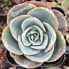 Echeveria Imbricata Hybrid