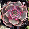 Echeveria Red Ball