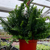 Indoor Hanging Fern Plant