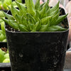 Haworthia Marumiana