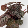 Variegated Peperomia Red Beauty Ripple