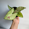 Syngonium Confetti