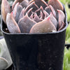 Echeveria Marrom