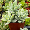 Sedeveria Blue Burrito