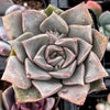 Graptopetalum Rusbyi