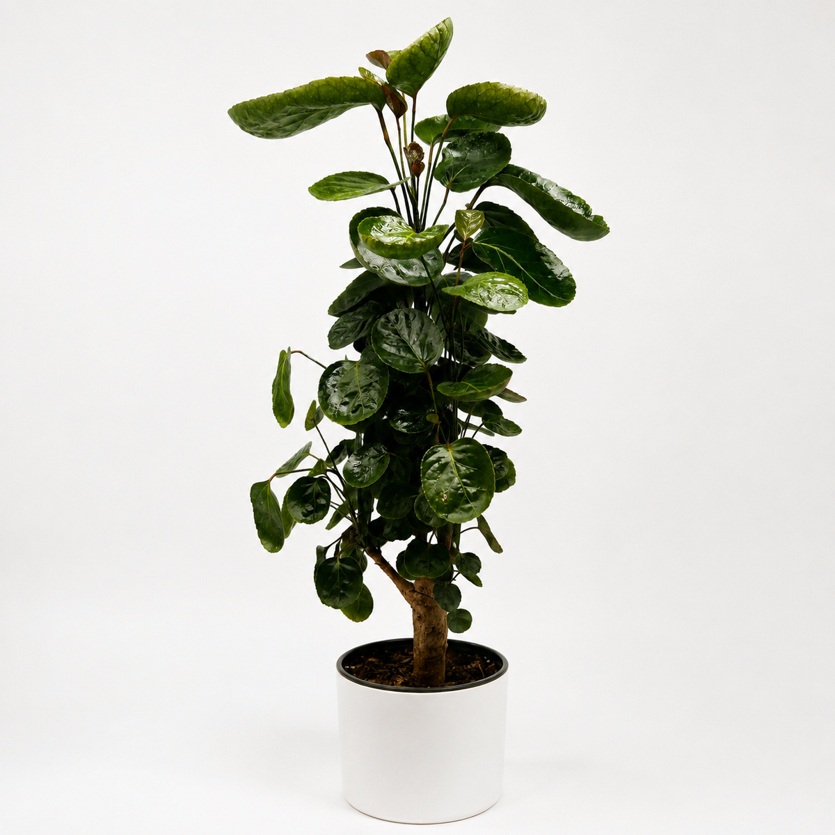 Aralia Fabian Tree