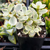 Portulacaria Afra Elephant Bush