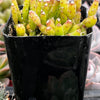Hatiora Salicornioides