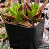 Crassula Red Pagoda