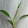 Variegated Banana Musa Nono
