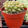 Crassula Brevifolia