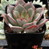 Echeveria Moranii