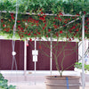 Italian Tree Tomato Seeds – Trip-L-Crop