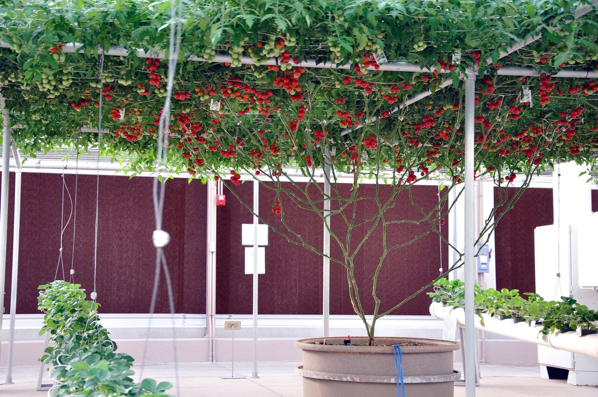 Italian Tree Tomato Seeds – Trip-L-Crop