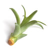 Tillandsia Brachycaulos